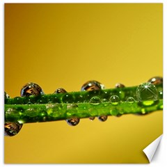 Drops Canvas 12  X 12  (unframed) by Siebenhuehner