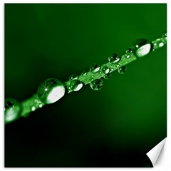 Drops Canvas 12  X 12  (unframed) by Siebenhuehner