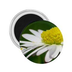 Daisy With Drops 2 25  Button Magnet by Siebenhuehner