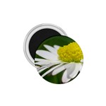 Daisy With Drops 1.75  Button Magnet Front