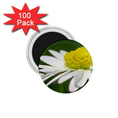 Daisy With Drops 1 75  Button Magnet (100 Pack) by Siebenhuehner