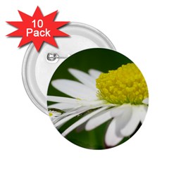 Daisy With Drops 2 25  Button (10 Pack) by Siebenhuehner