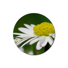 Daisy With Drops Drink Coasters 4 Pack (round) by Siebenhuehner