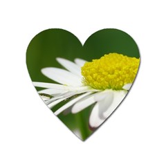 Daisy With Drops Magnet (heart) by Siebenhuehner