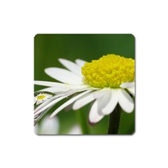 Daisy With Drops Magnet (square) by Siebenhuehner