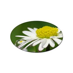 Daisy With Drops Sticker 10 Pack (oval) by Siebenhuehner