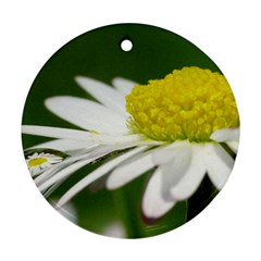 Daisy With Drops Round Ornament (two Sides) by Siebenhuehner