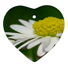 Daisy With Drops Heart Ornament (two Sides) by Siebenhuehner