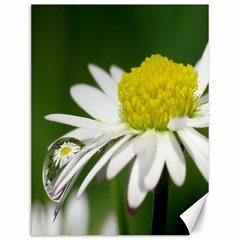 Daisy With Drops Canvas 12  X 16  (unframed) by Siebenhuehner