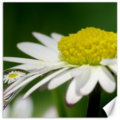 Daisy With Drops Canvas 16  X 16  (unframed) by Siebenhuehner