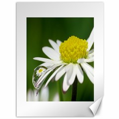 Daisy With Drops Canvas 36  X 48  (unframed) by Siebenhuehner