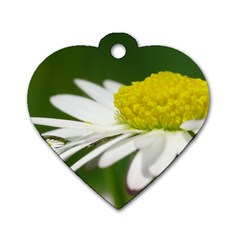 Daisy With Drops Dog Tag Heart (one Sided)  by Siebenhuehner