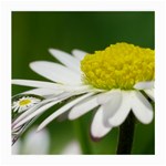 Daisy With Drops Glasses Cloth (Medium, Two Sided) Front