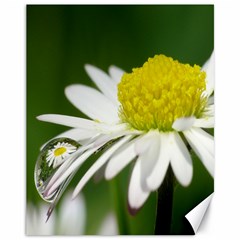 Daisy With Drops Canvas 11  X 14  (unframed) by Siebenhuehner