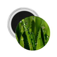 Grass Drops 2 25  Button Magnet by Siebenhuehner