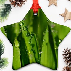 Grass Drops Star Ornament by Siebenhuehner