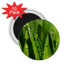 Grass Drops 2 25  Button Magnet (10 Pack) by Siebenhuehner