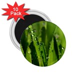 Grass Drops 2.25  Button Magnet (10 pack) Front