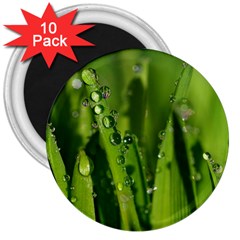 Grass Drops 3  Button Magnet (10 Pack) by Siebenhuehner