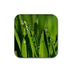 Grass Drops Drink Coaster (square) by Siebenhuehner