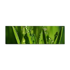 Grass Drops Bumper Sticker 100 Pack by Siebenhuehner