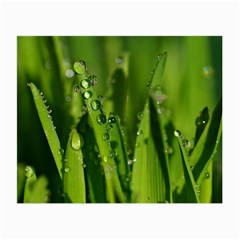 Grass Drops Glasses Cloth (small)