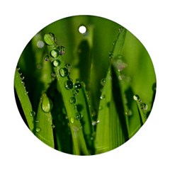 Grass Drops Round Ornament (two Sides) by Siebenhuehner