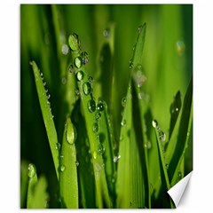 Grass Drops Canvas 8  X 10  (unframed) by Siebenhuehner