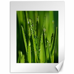 Grass Drops Canvas 36  X 48  (unframed) by Siebenhuehner