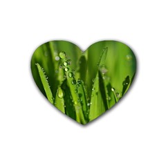 Grass Drops Drink Coasters (heart) by Siebenhuehner