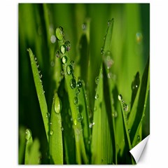 Grass Drops Canvas 11  X 14  (unframed) by Siebenhuehner