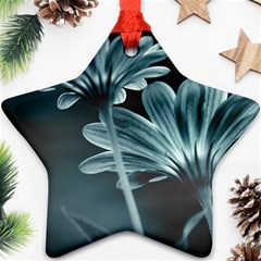 Osterspermum Star Ornament