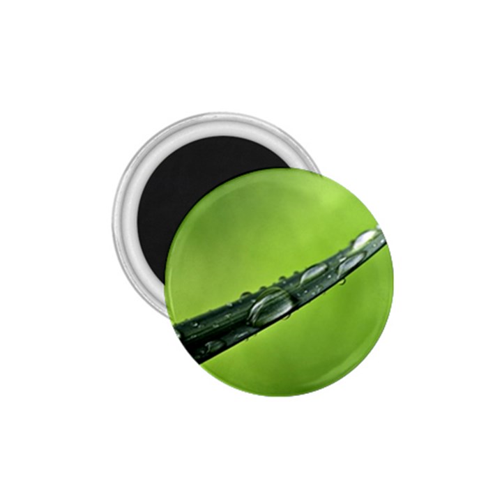 Green Drops 1.75  Button Magnet