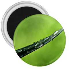 Green Drops 3  Button Magnet