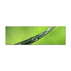 Green Drops Bumper Sticker 100 Pack