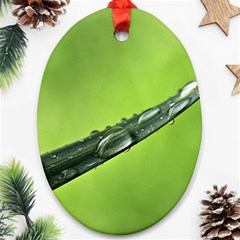 Green Drops Oval Ornament (two Sides) by Siebenhuehner