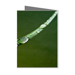 Grass Drops Mini Greeting Card (8 Pack)