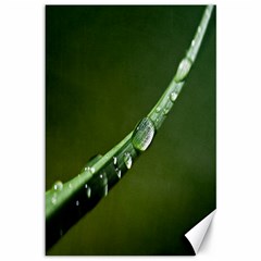 Grass Drops Canvas 12  X 18  (unframed) by Siebenhuehner