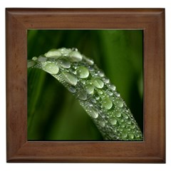 Grass Drops Framed Ceramic Tile by Siebenhuehner