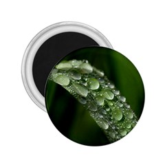 Grass Drops 2 25  Button Magnet by Siebenhuehner