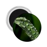 Grass Drops 2.25  Button Magnet Front