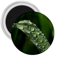 Grass Drops 3  Button Magnet by Siebenhuehner