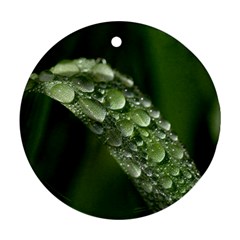 Grass Drops Round Ornament by Siebenhuehner