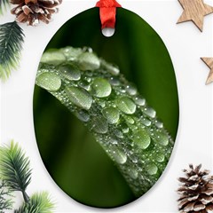 Grass Drops Oval Ornament by Siebenhuehner