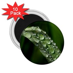 Grass Drops 2 25  Button Magnet (10 Pack) by Siebenhuehner