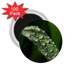 Grass Drops 2 25  Button Magnet (100 Pack) by Siebenhuehner