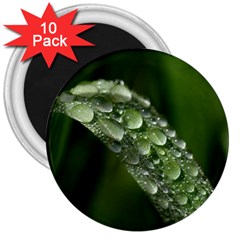 Grass Drops 3  Button Magnet (10 Pack) by Siebenhuehner