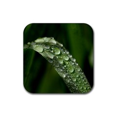 Grass Drops Drink Coaster (square) by Siebenhuehner