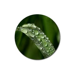 Grass Drops Magnet 3  (round) by Siebenhuehner