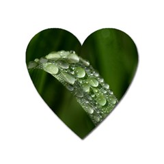 Grass Drops Magnet (heart) by Siebenhuehner